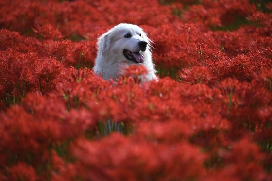 Affordable Pet Accessories That Won’t Break the Bank