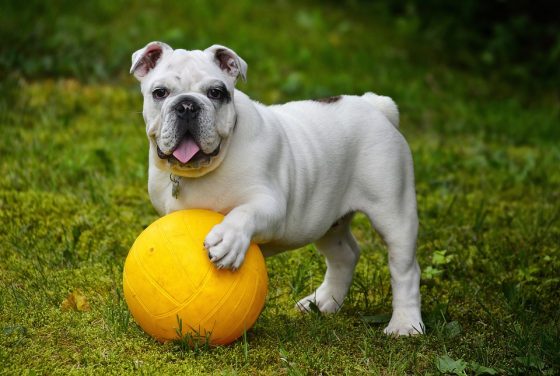 Eco-Friendly Pet Accessories That Are Good for Your Pet and the Planet