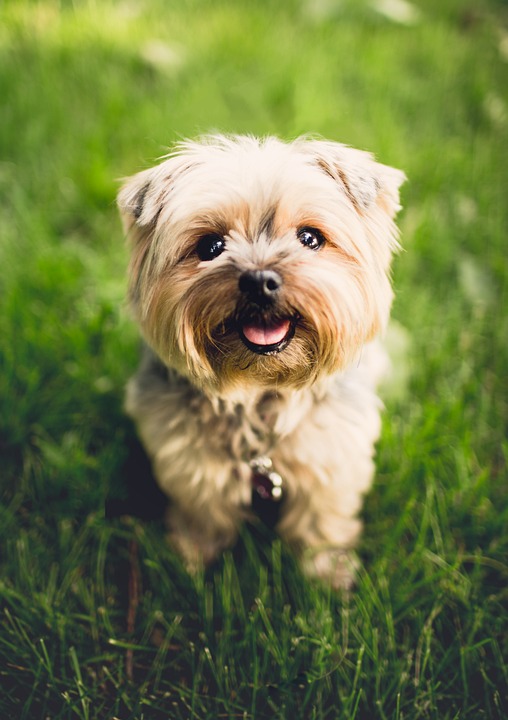 From Pomeranians to Pugs: A Guide to Popular Small Dog Breeds