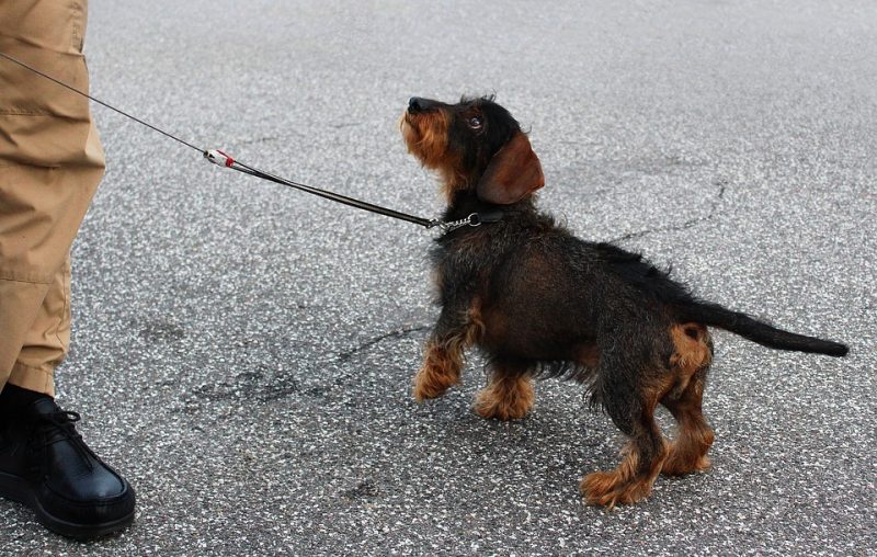 Rescue Dog Training: Helping Your New Best Friend Thrive in Their New Home Rescue Dog Training: Helping Your New Best Friend Thrive in Their New Home