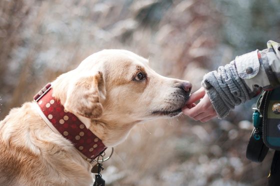 Shop ‘Til You Drop: Finding the Perfect Accessories for Your Pup