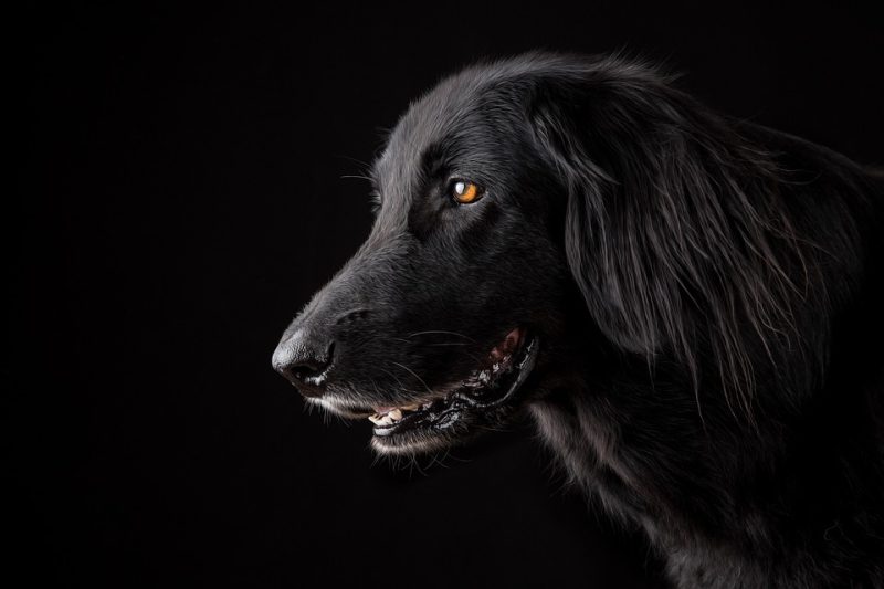 The Gentle Giants: The Top Big Dog Breeds for Families The Gentle Giants: The Top Big Dog Breeds for Families