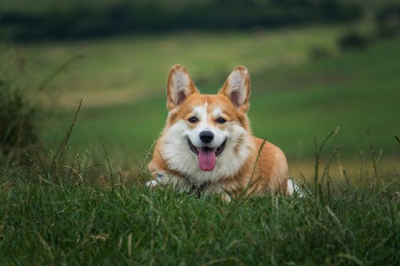The Top 10 Accessories Every Puppy Parent Needs