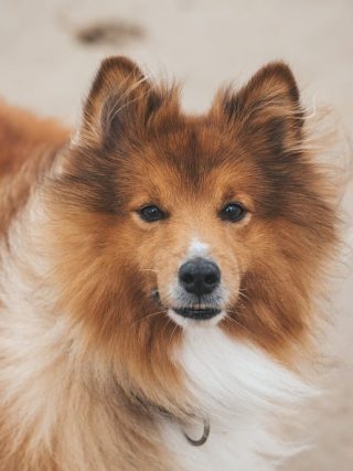 Tips for Managing Your Dog's Weight and Preventing Obesity