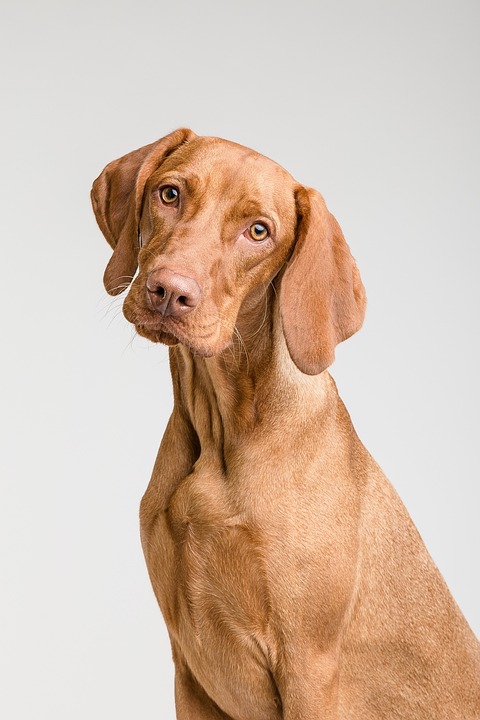 Top 10 Must-Have Dog Accessories Every Pet Owner Needs