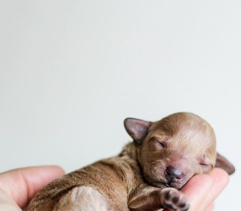 Top 10 Must-Have Supplies for New Puppy Owners