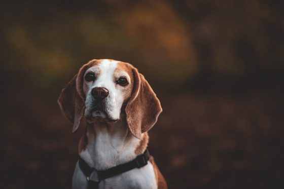 Transform Your Home into a Pet Paradise with These Dog Accessories