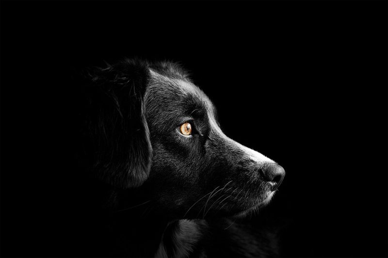 Understanding Common Health Issues in Dogs and How to Prevent Them Understanding Common Health Issues in Dogs and How to Prevent Them
