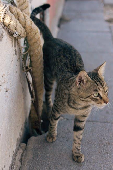 Understanding Your Feline Friends nutrition Needs