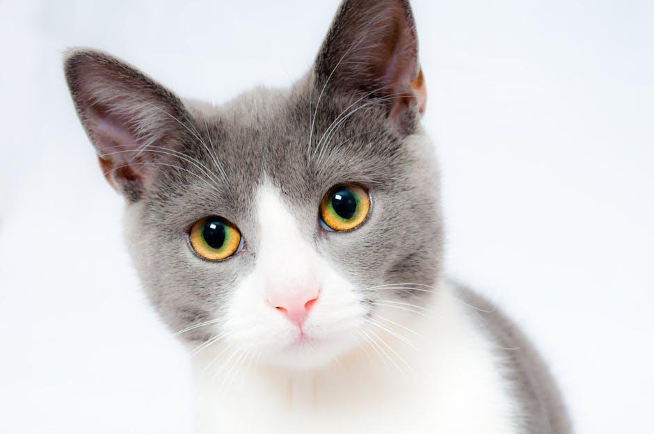 Kickstarting Your Cat Journey with readiness Tips