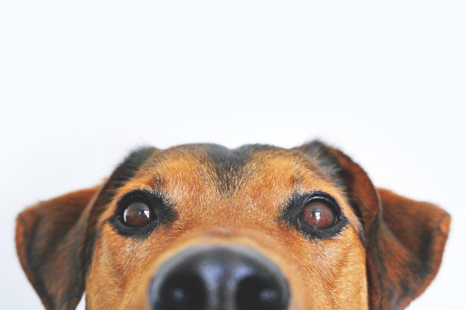 Engaging Activities to Keep Your Dog’s‍ Mind Sharp