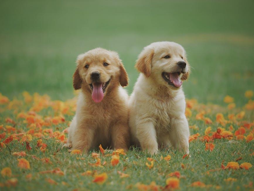 Treat Time Made Fun: Creative‍ and Tasty​ Dog Treat‌ Dispensers