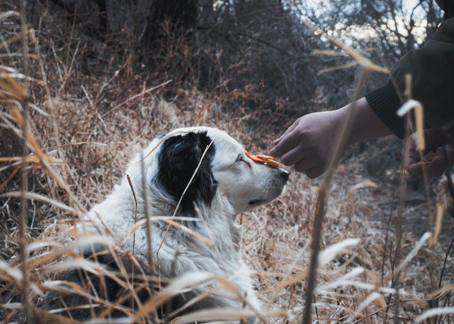 Finding the Right Canine Coach:⁢ How to Choose Quality Dog Training Videos