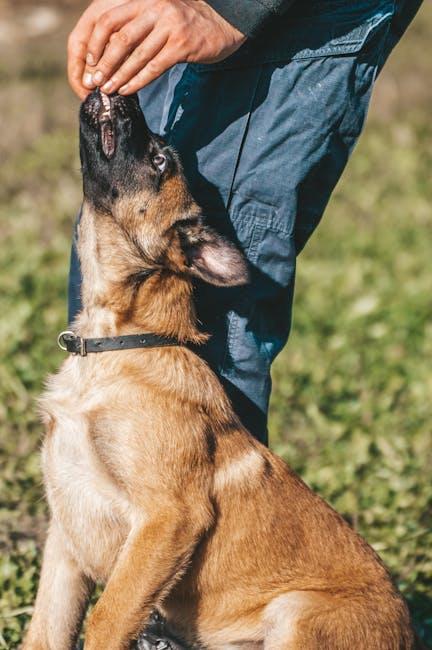 Must-Watch Training Techniques for Every⁤ Dog Owner