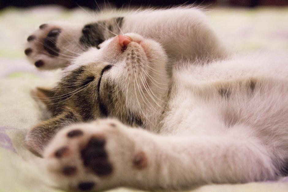 Pawsitive Vibes: How cats Bring Joy and Laughter to‍ Your Life