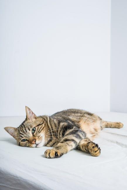 Stylish and Cozy Cat Beds for Ultimate Cuddles