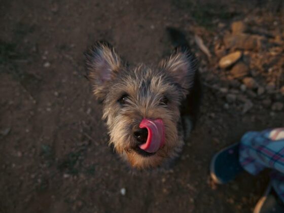 Puppy Love: Your Ultimate Guide to Happy, Healthy Care!