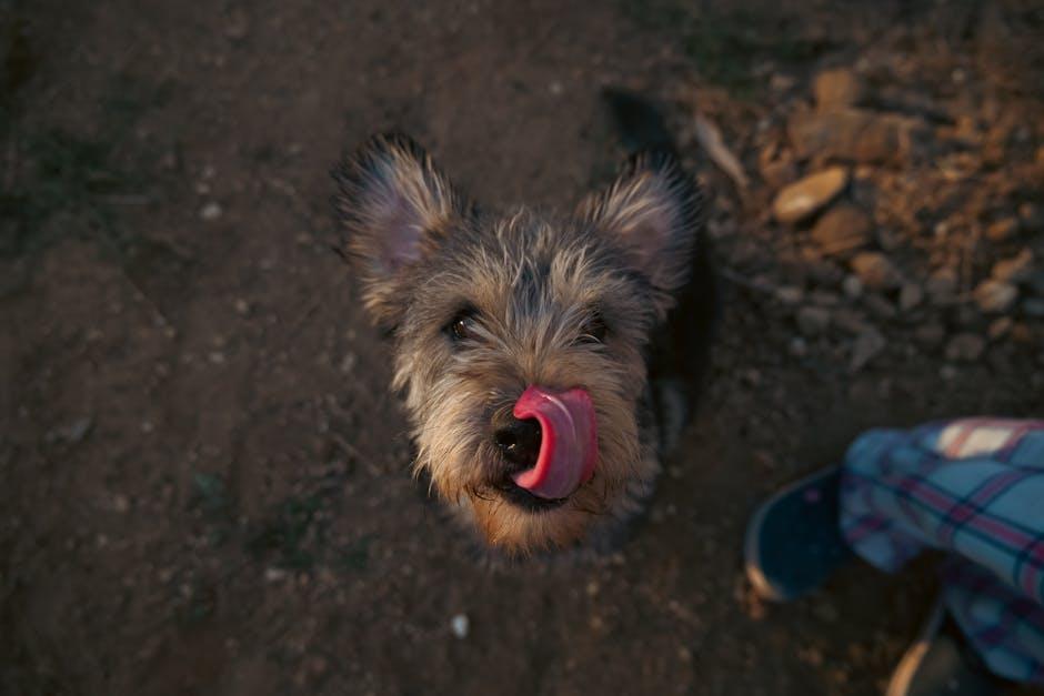 Puppy Love: Your Ultimate Guide to Happy, Healthy Care!