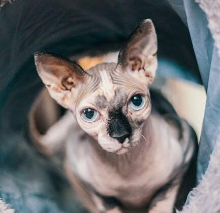 Pawsitive Vibes: Essential Cat Care Tips for Happy Felines!