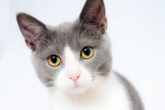 Purr-fectly Cute Cat Accessory Gifts Your Feline Will Love!