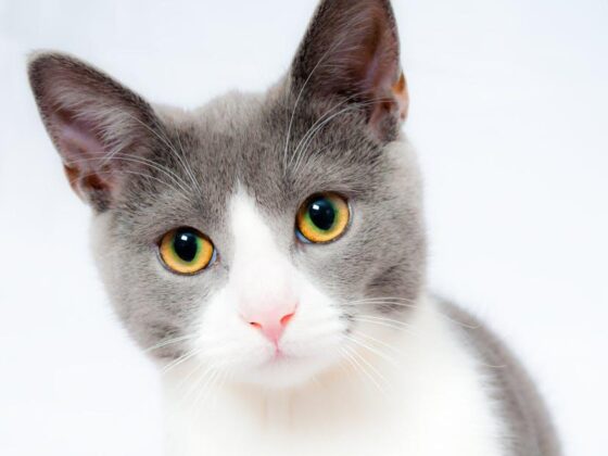Purr-fectly Cute Cat Accessory Gifts Your Feline Will Love!