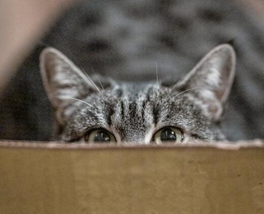 Whisker Wonderland: Essential Cat Care Tips for Every Owner!