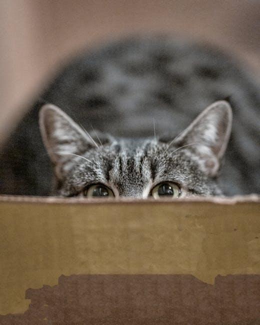 Whisker Wonderland: Essential Cat Care Tips for Every Owner!