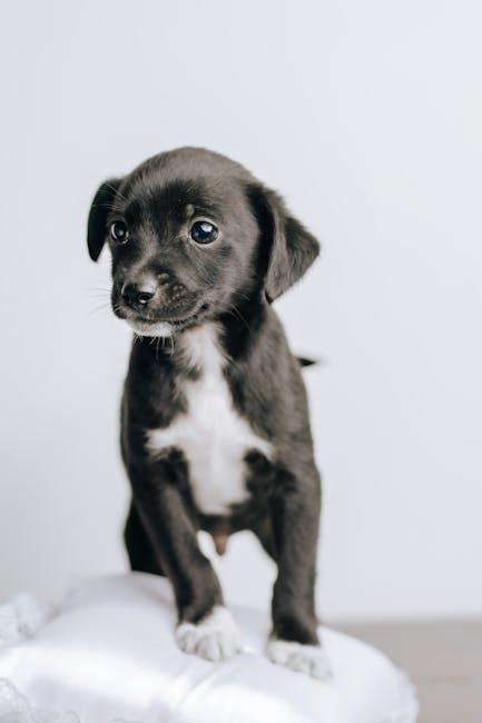 Top Puppy Care Tips: Keep Your Furry Friend Happy & Healthy!