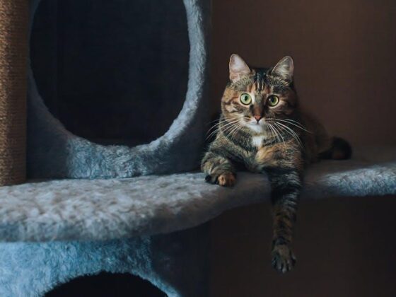 Easy Peasy Cat Care: A Beginner’s Guide for New Owners!