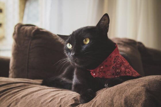 Must-Have Cat Accessories to Spoil Your Furry Bestie!