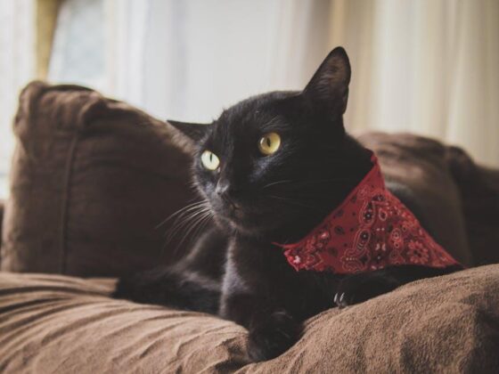 Must-Have Cat Accessories to Spoil Your Furry Bestie!