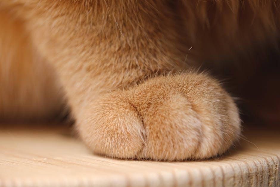 Paw-sitive Vibes: creating a Cozy Space for Your Pup