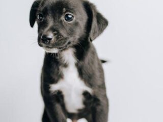 Essential Puppy Care Tips: Keep Your Furry Friend Happy!