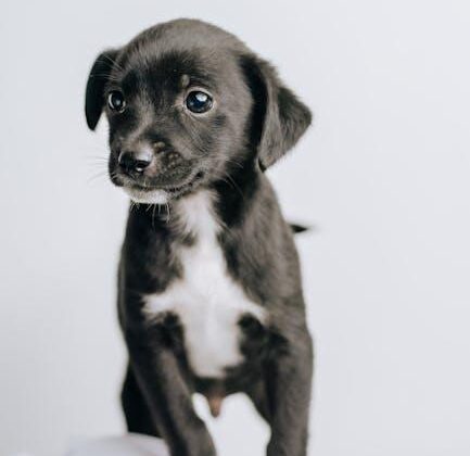 Essential Puppy Care Tips: Keep Your Furry Friend Happy!