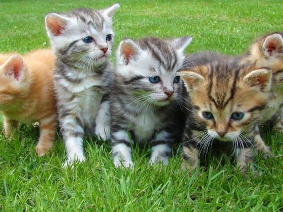 10 Purr-fect Reasons Why Cats Are the Ultimate Companions!