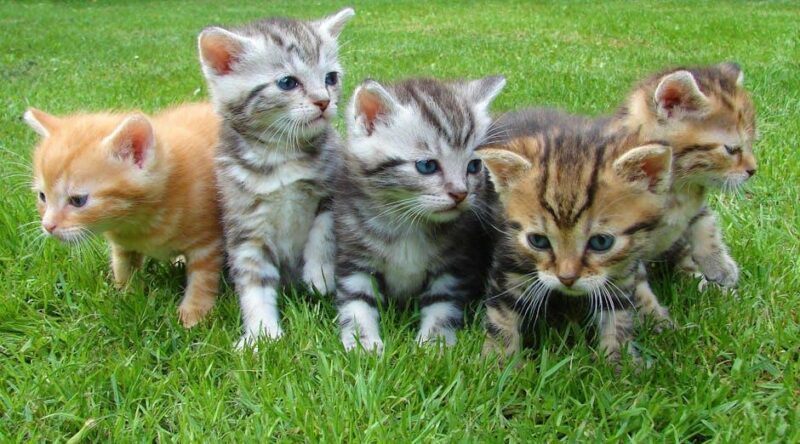 10 Purr-fect Reasons Why Cats Are the Ultimate Companions! 10 Purr-fect Reasons Why Cats Are the Ultimate Companions!