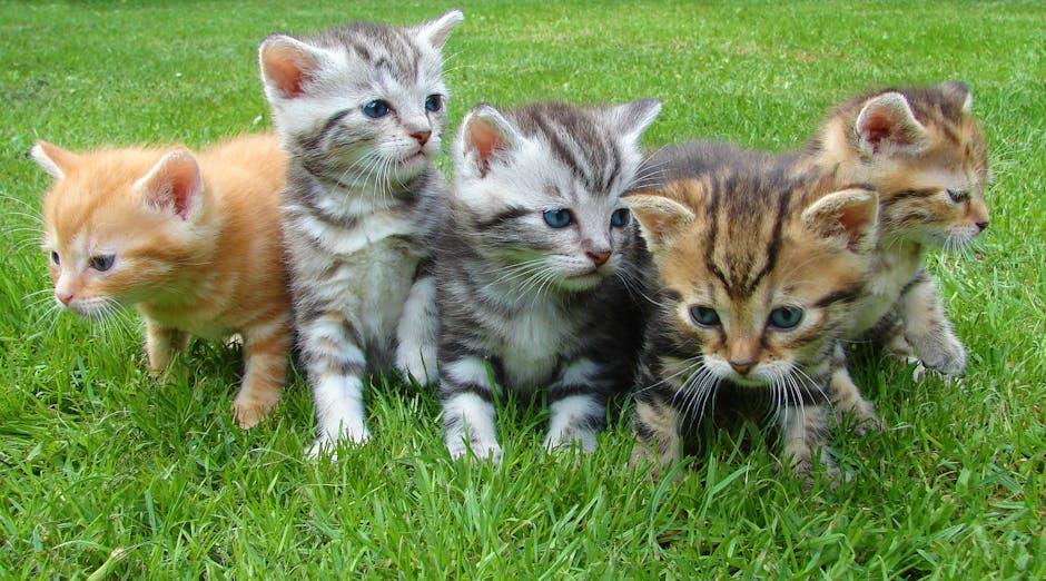 10 Purr-fect Reasons Why Cats Are the Ultimate Companions!