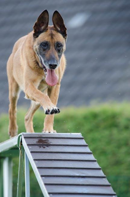 Fetch the Fun: Top Dog Training Videos You’ll Love