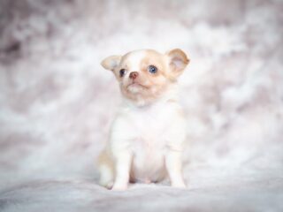 Your Ultimate Guide to Spoiling Your New Puppy Right!