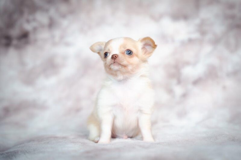 Your Ultimate Guide to Spoiling Your New Puppy Right! Your Ultimate Guide to Spoiling Your New Puppy Right!