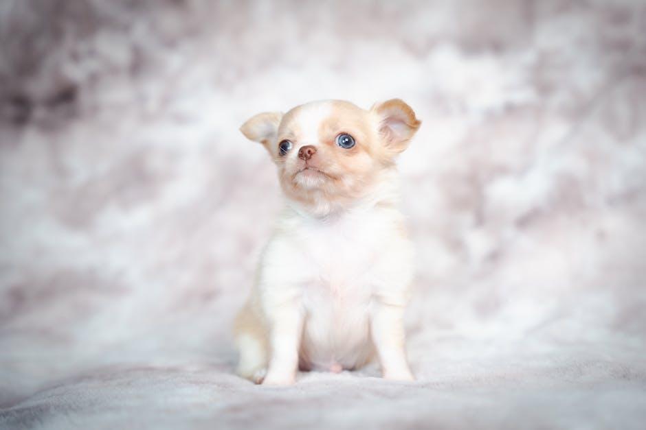 Your Ultimate Guide to Spoiling Your New Puppy Right!