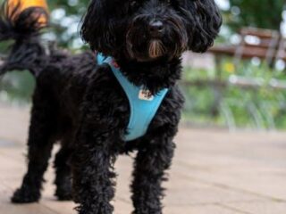 Pamper Your Pup: The Best in Luxe Dog Accessories!