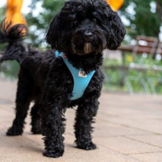 Pamper Your Pup: The Best in Luxe Dog Accessories!