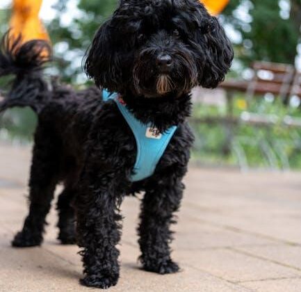 Pamper Your Pup: The Best in Luxe Dog Accessories!
