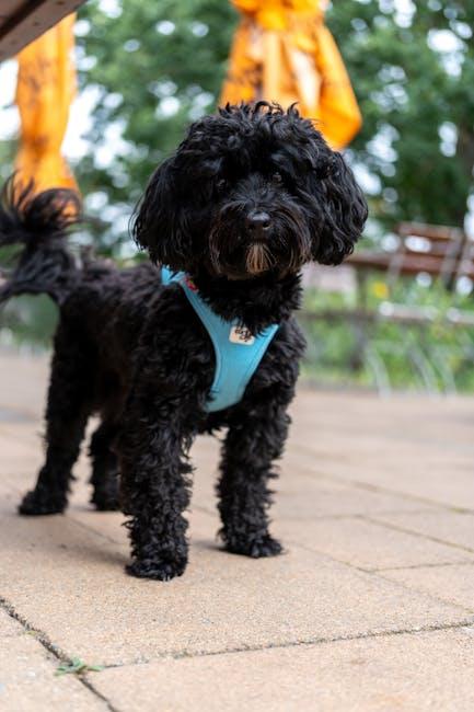 Pamper Your Pup: The Best in Luxe Dog Accessories!