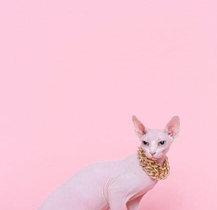 Purr-fect Presents: Fun Cat Accessories Your Feline Will Love!