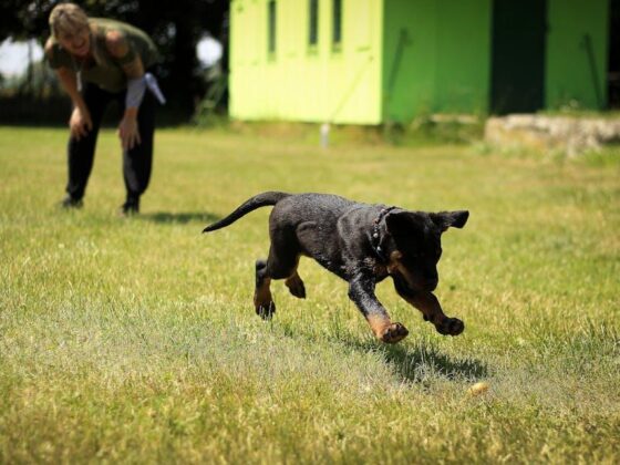 Mastering Pup Skills: How to Train Your Dog at Home!