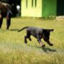 Mastering Pup Skills: How to Train Your Dog at Home!