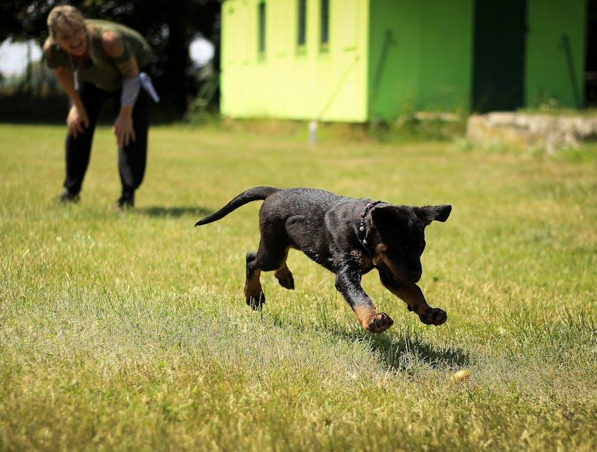 Mastering Pup Skills: How to Train Your Dog at Home!