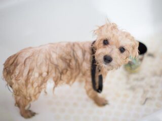 Ultimate Guide to Puppy Care: Tips for New Pup Parents!